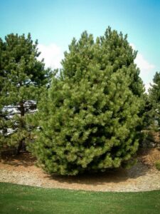 Сосна Чёрная (Pinus Nigra) купить по цене от 270.00р. в интернет-магазине «Посадика» с доставкой почтой в в Кувандыке и по всей России – [изображение №1].