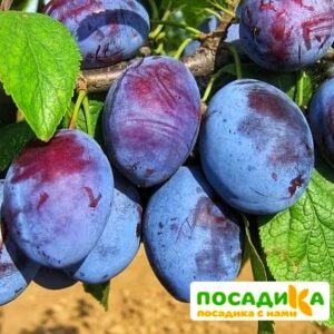 Слива Чачакская ранняя купить по цене от 229.00р. в интернет-магазине «Посадика» с доставкой почтой в в Кувандыке и по всей России – [изображение №1].