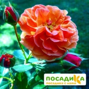 Роза Арабия купить по цене от 350.00р. в интернет-магазине «Посадика» с доставкой почтой в в Кувандыке и по всей России – [изображение №1].