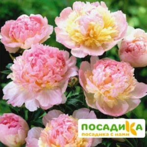 Пион Распберри Сандей (Paeonia Raspberry Sundae) купить по цене от 959р. в интернет-магазине «Посадика» с доставкой почтой в в Кувандыке и по всей России – [изображение №1].