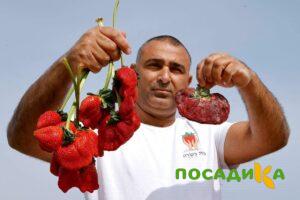 Клубника Гигант Джорнея купить по цене от 266р. в интернет-магазине «Посадика» с доставкой почтой в в Кувандыке и по всей России – [изображение №1].