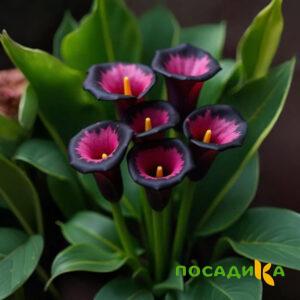 Калла Аура Лейс купить по цене от 400р. в интернет-магазине «Посадика» с доставкой почтой в в Кувандыке и по всей России – [изображение №1].
