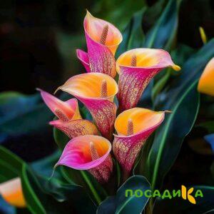 Калла Оникс купить по цене от 450р. в интернет-магазине «Посадика» с доставкой почтой в в Кувандыке и по всей России – [изображение №1].