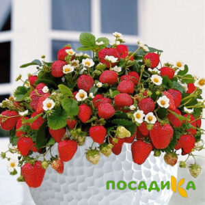 Клубника Рубиновый Шепот (горшечная) купить по цене от 240р. в интернет-магазине «Посадика» с доставкой почтой в в Кувандыке и по всей России – [изображение №1].