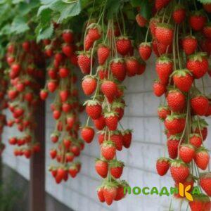 Клубника вьющаяся Комплимент купить по цене от 470р. в интернет-магазине «Посадика» с доставкой почтой в в Кувандыке и по всей России – [изображение №1].
