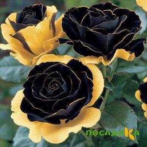 Роза Ханни Сикл купить по цене от 700р. в интернет-магазине «Посадика» с доставкой почтой в в Кувандыке и по всей России – [изображение №1].