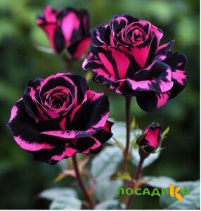 Роза Багровый Шепот купить по цене от 366р. в интернет-магазине «Посадика» с доставкой почтой в в Кувандыке и по всей России – [изображение №1].
