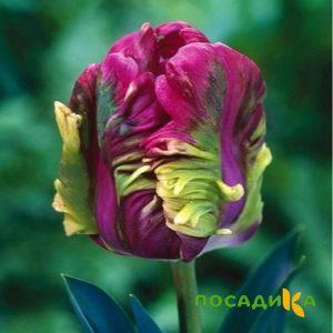 Тюльпан Экзотик Хэвен купить по цене от 186р. в интернет-магазине «Посадика» с доставкой почтой в в Кувандыке и по всей России – [изображение №1].