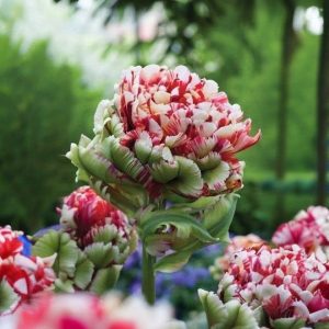 Тюльпан Дабл Флеминг Берд купить по цене от 249р. в интернет-магазине «Посадика» с доставкой почтой в в Кувандыке и по всей России – [изображение №1].