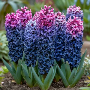 Гиацинт Блю Спринг купить по цене от 2099р. в интернет-магазине «Посадика» с доставкой почтой в в Кувандыке и по всей России – [изображение №1].