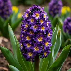 Гиацинт Вельвет Колор купить по цене от 2099р. в интернет-магазине «Посадика» с доставкой почтой в в Кувандыке и по всей России – [изображение №1].