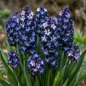 Гиацинт Блум Клауд купить по цене от 2099р. в интернет-магазине «Посадика» с доставкой почтой в в Кувандыке и по всей России – [изображение №1].