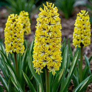 Гиацинт Сансет Голд купить по цене от 2099р. в интернет-магазине «Посадика» с доставкой почтой в в Кувандыке и по всей России – [изображение №1].