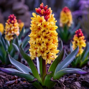 Гиацинт Миднайт Мистери купить по цене от 2099р. в интернет-магазине «Посадика» с доставкой почтой в в Кувандыке и по всей России – [изображение №1].