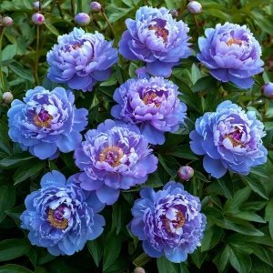 Пион Голубой лотос купить по цене от 590р. в интернет-магазине «Посадика» с доставкой почтой в в Кувандыке и по всей России – [изображение №1].