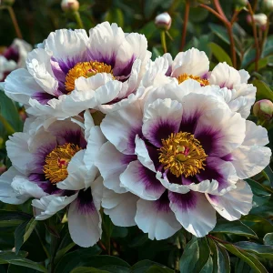 Пион Эко Саммер купить по цене от 548р. в интернет-магазине «Посадика» с доставкой почтой в в Кувандыке и по всей России – [изображение №1].