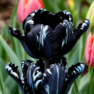 Тюльпан Шелк Нуар купить по цене от 219р. в интернет-магазине «Посадика» с доставкой почтой в в Кувандыке и по всей России – [изображение №1].
