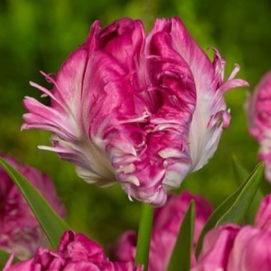 Тюльпан махровый Кул Кристал купить по цене от 400р. в интернет-магазине «Посадика» с доставкой почтой в в Кувандыке и по всей России – [изображение №1].