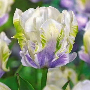 Тюльпан Уайт Лизарт купить по цене от 360р. в интернет-магазине «Посадика» с доставкой почтой в в Кувандыке и по всей России – [изображение №1].