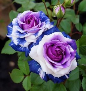 Роза Айвори Каскад купить по цене от 420р. в интернет-магазине «Посадика» с доставкой почтой в в Кувандыке и по всей России – [изображение №1].