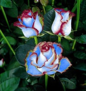 Роза Сафайер Пэтл купить по цене от 450р. в интернет-магазине «Посадика» с доставкой почтой в в Кувандыке и по всей России – [изображение №1].